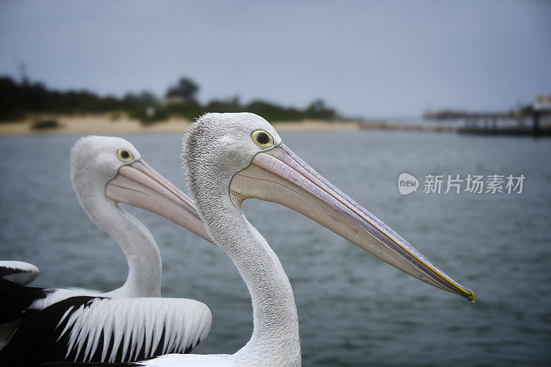 澳洲鹈鹕(Pelecanus illatus)